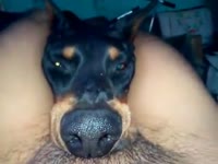 Cock Worship Doberman